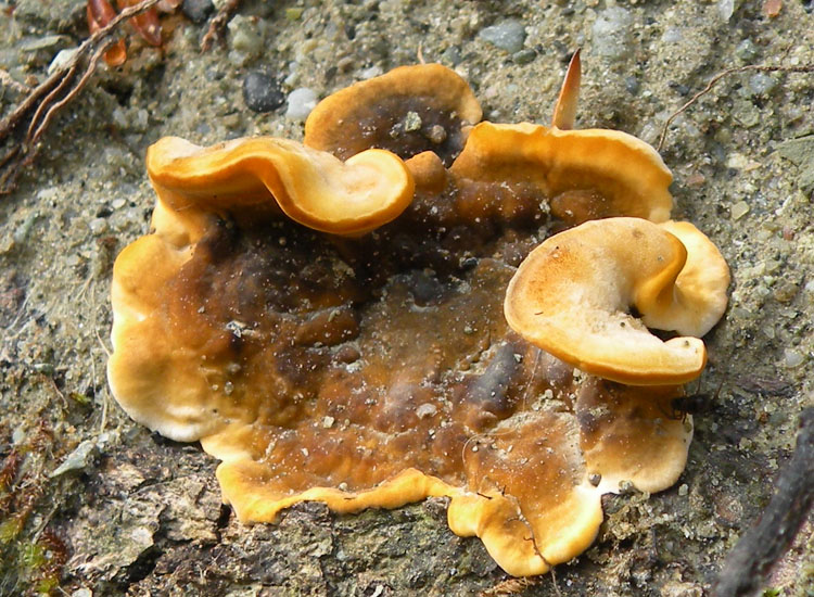 Sospetta Phlebia